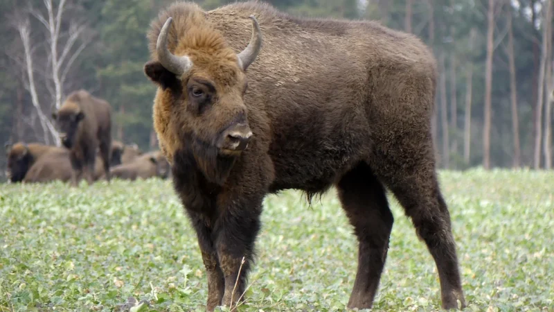 Białowieski Park Narodowy ciekawostki: co warto wiedzieć przed wyjazdem