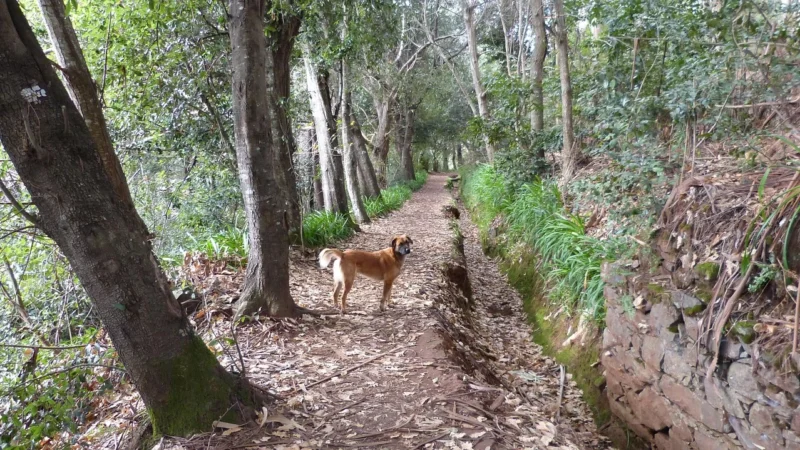 Madera trekking: najpiękniejsze levady i trasy dla początkujących